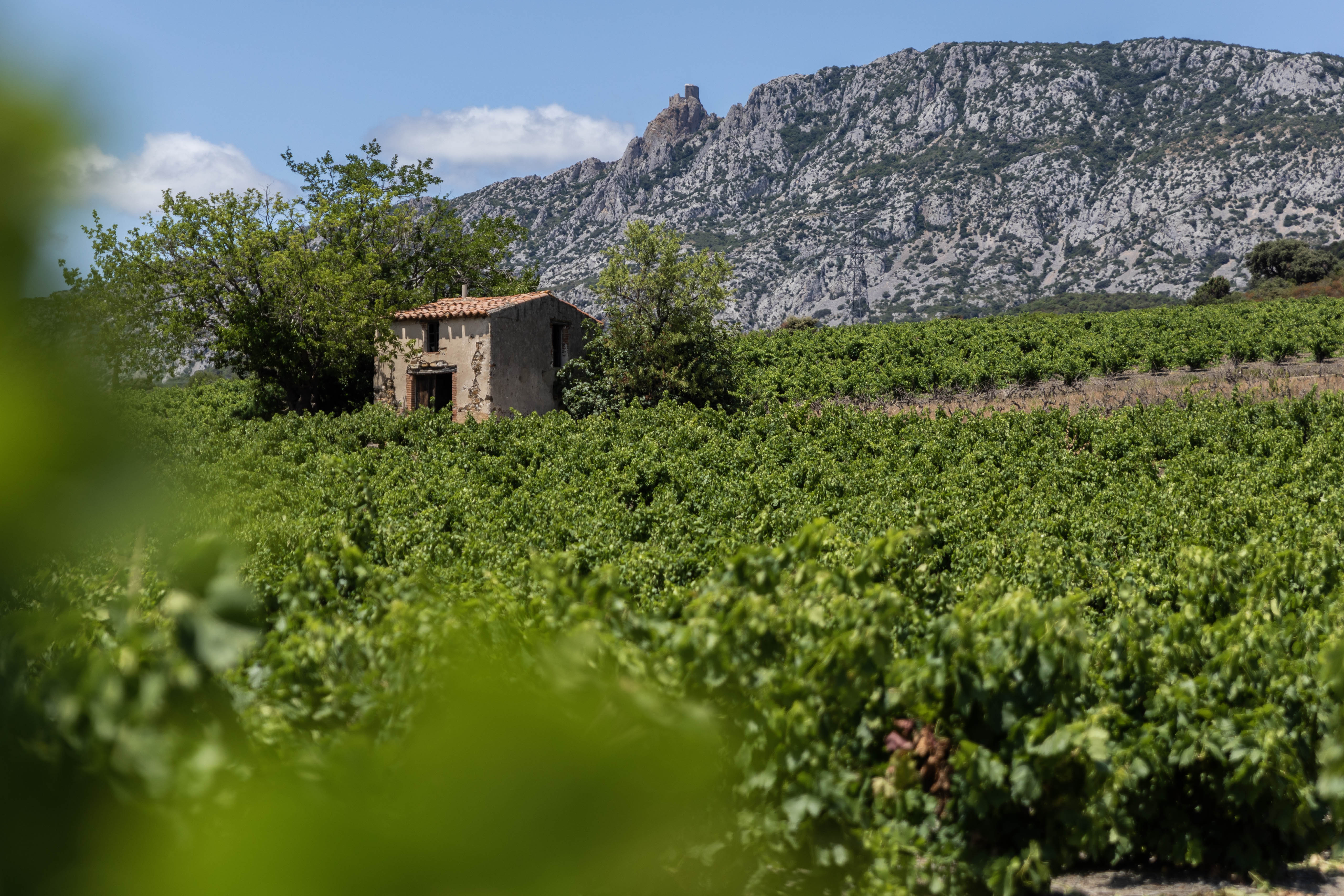 Grenaches du Monde 2026: una edición marcada por el regreso al Rosellón