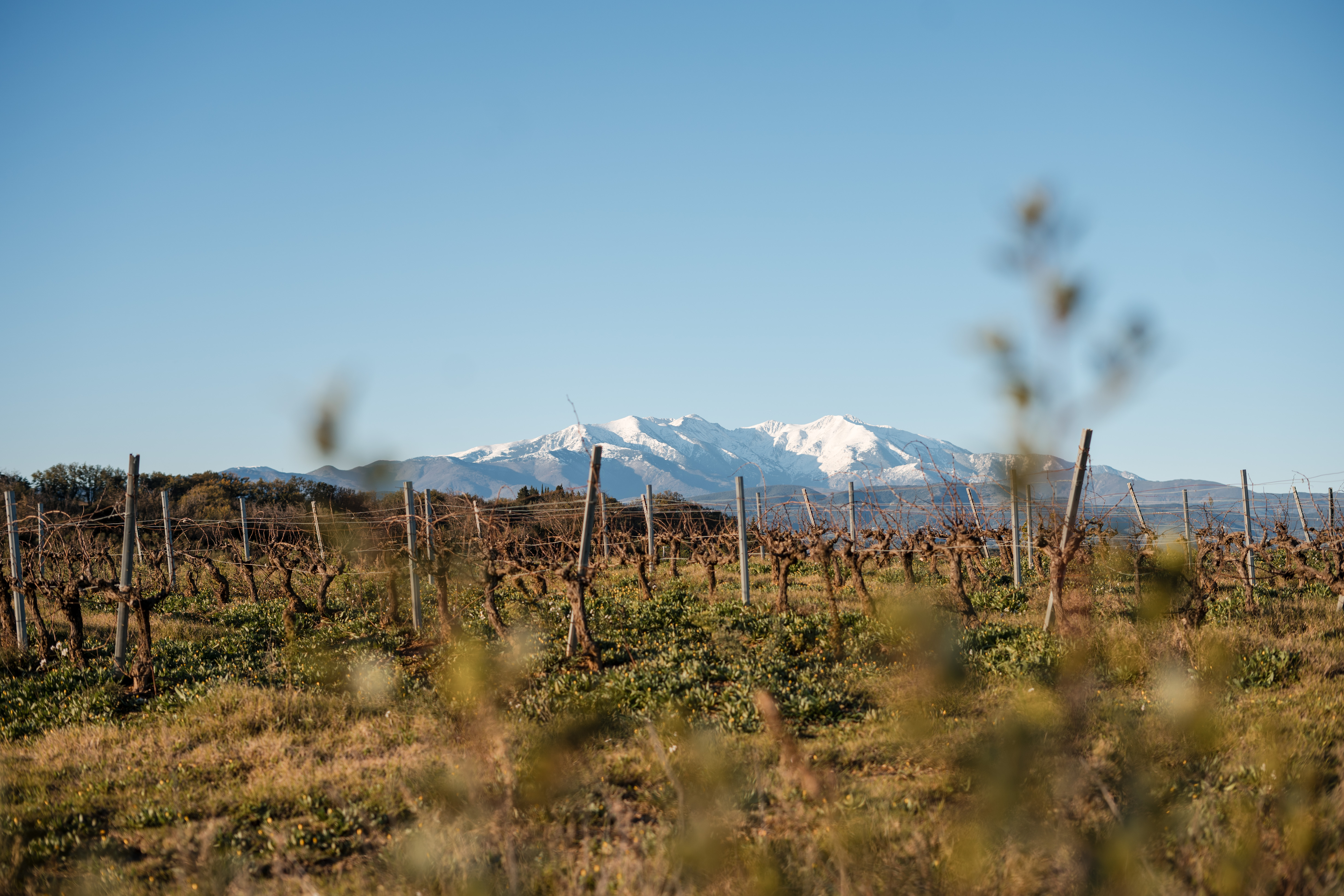 Grenaches du Monde 2026 – Tornem als orígens?